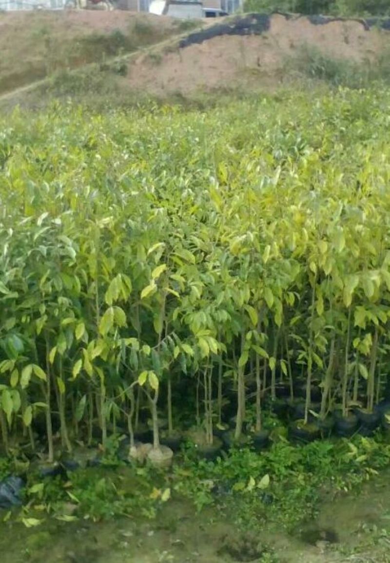 沉香树苗黄花梨树苗金丝楠树苗