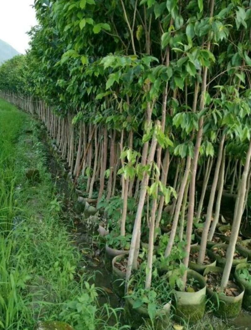 沉香树苗黄花梨树苗金丝楠树苗