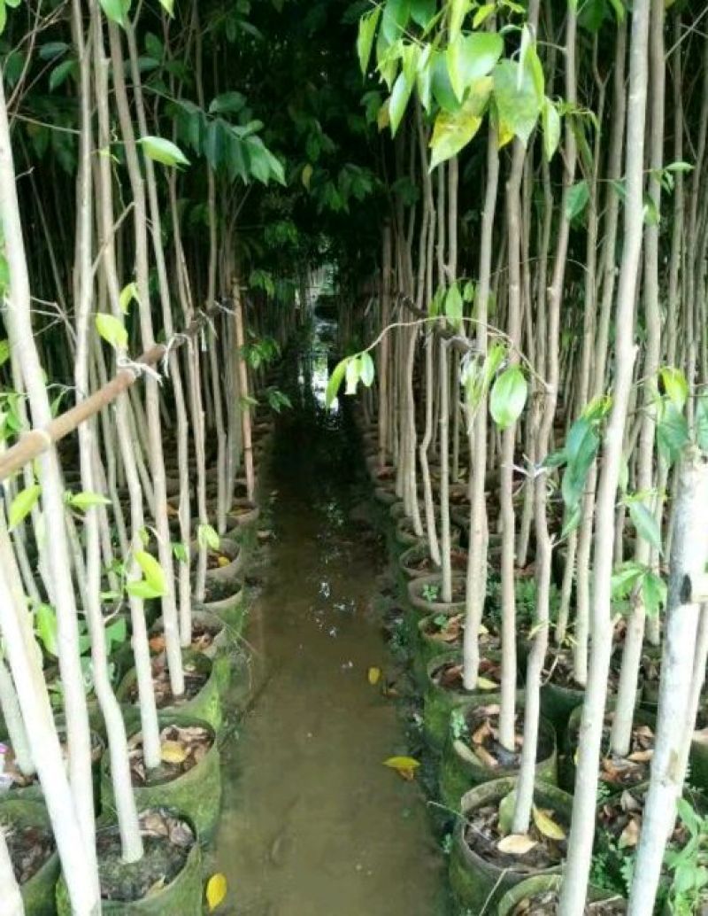 沉香树苗黄花梨树苗金丝楠树苗