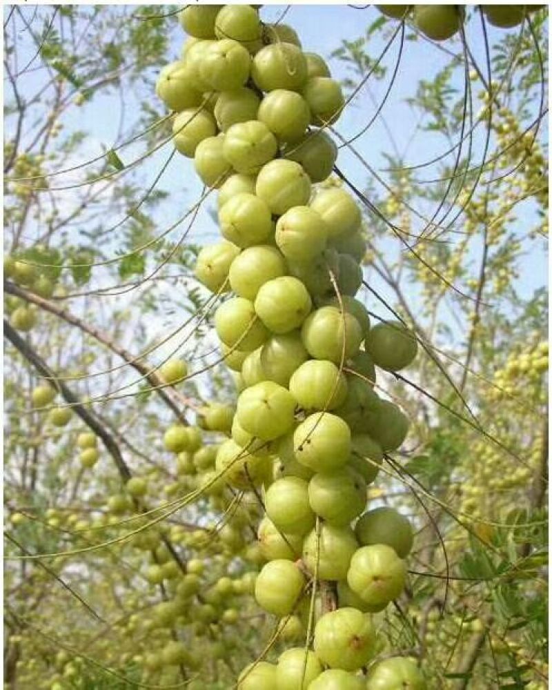 余甘果苗牛甘果树苗