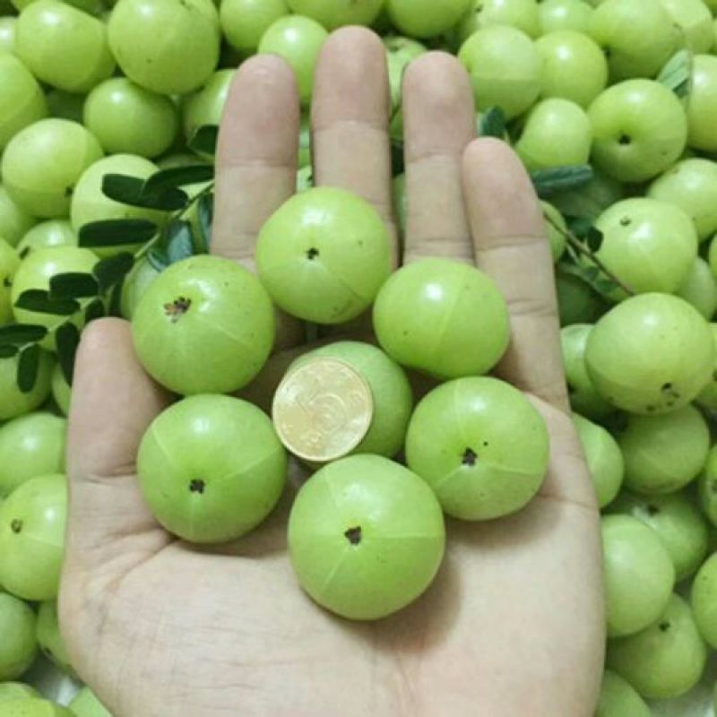 余甘果苗牛甘果树苗