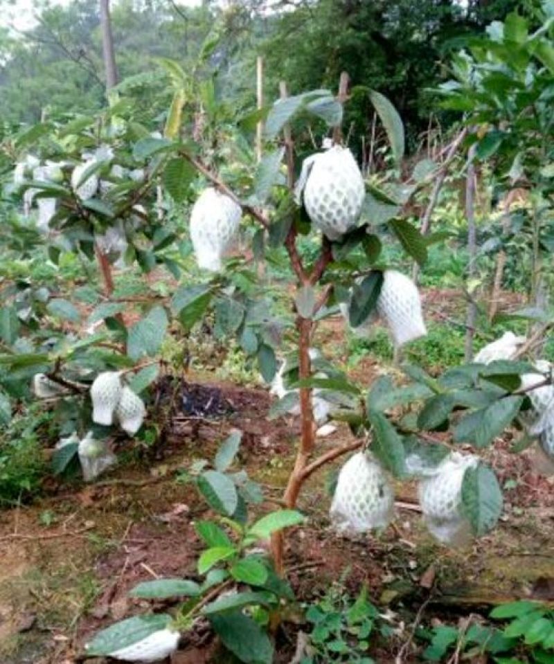 西瓜番石榴苗30~50cm