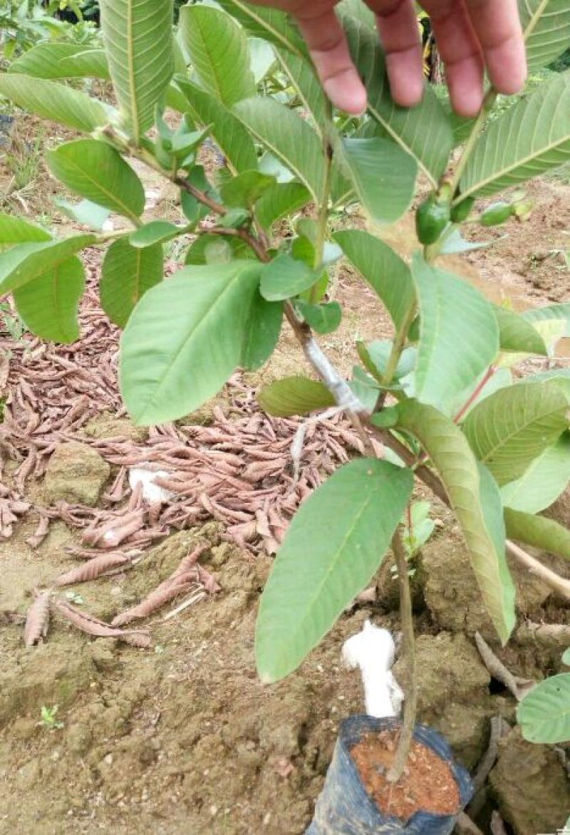 西瓜番石榴苗30~50cm