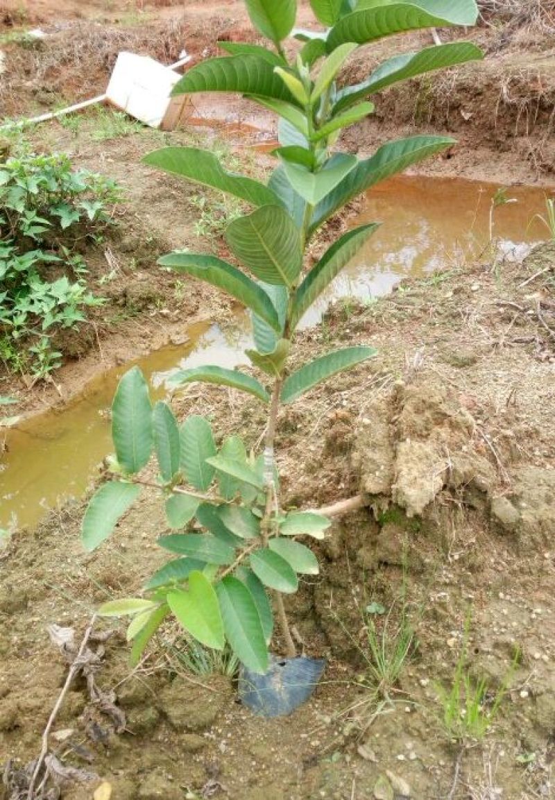 西瓜番石榴苗30~50cm