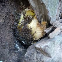 野蜂蜜1斤