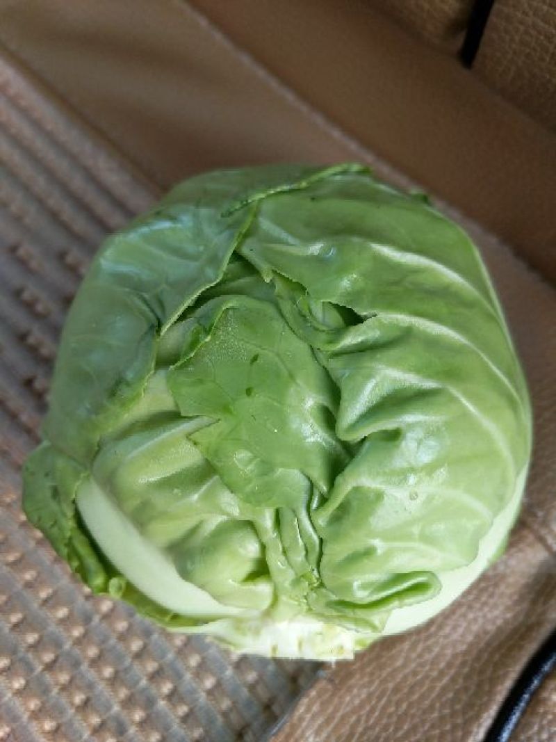 旺旺甘蓝，品质好价格便宜，欢迎新老客户前来考察合作！