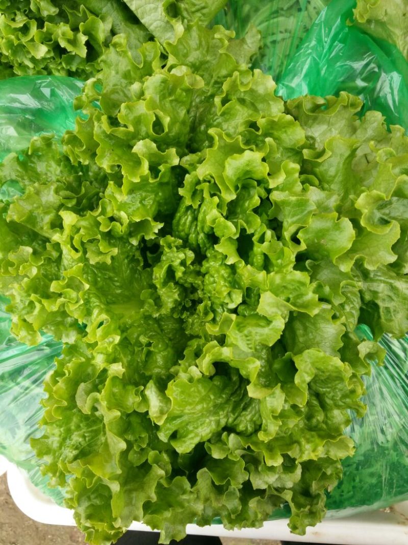 唐山滦南大量供应精品绿叶生菜