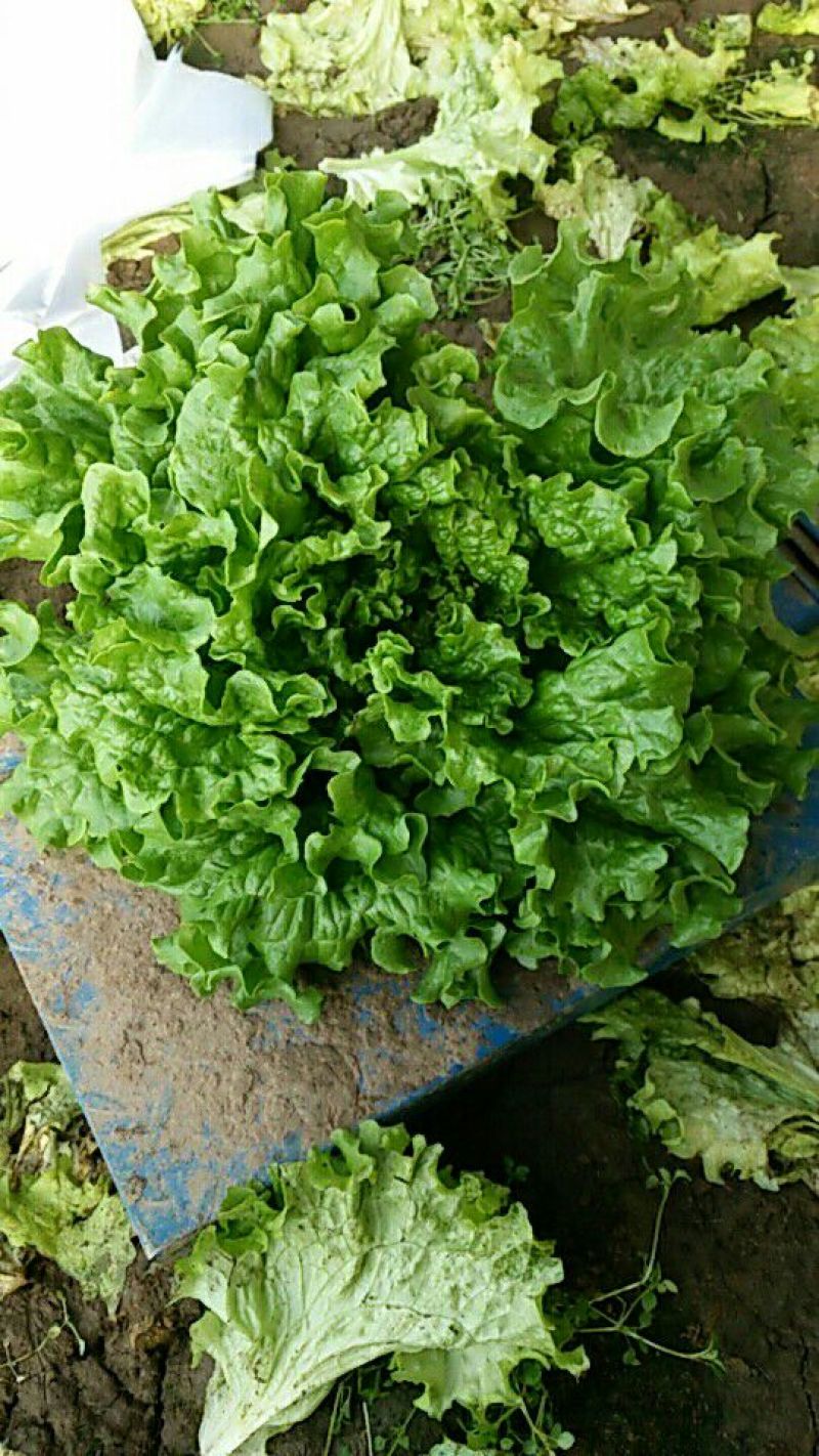 唐山滦南大量供应精品绿叶生菜