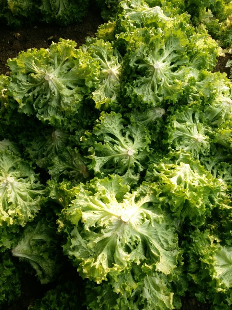 唐山滦南大量供应精品绿叶生菜