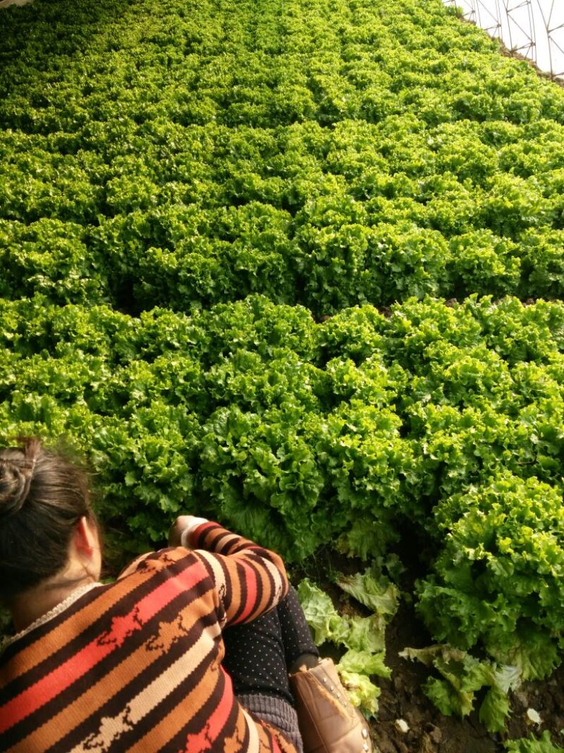 唐山滦南大量供应精品绿叶生菜