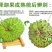 台湾释迦150~200g一级