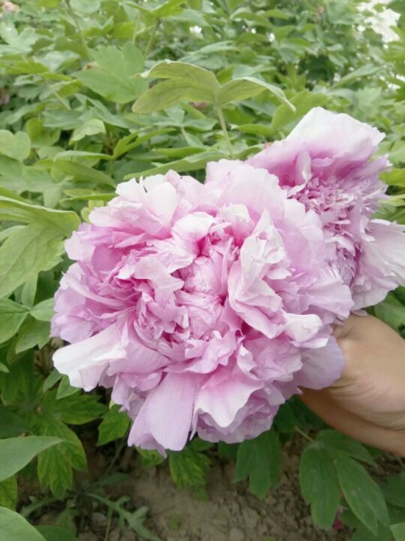 牡丹.观赏牡丹，千层牡丹，重瓣牡丹，多花牡丹，盆栽牡丹