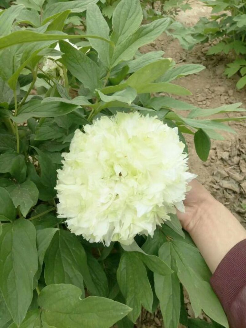 牡丹.观赏牡丹，千层牡丹，重瓣牡丹，多花牡丹，盆栽牡丹
