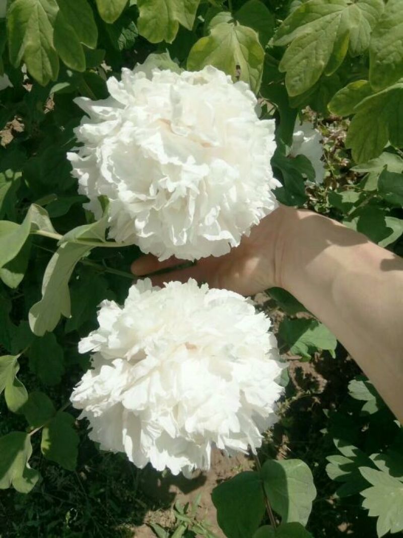 牡丹.观赏牡丹，千层牡丹，重瓣牡丹，多花牡丹，盆栽牡丹