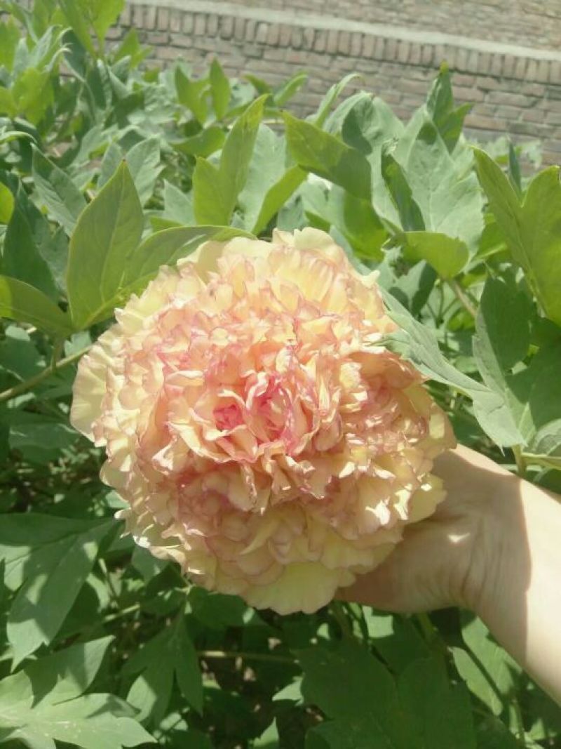 牡丹.观赏牡丹，千层牡丹，重瓣牡丹，多花牡丹，盆栽牡丹