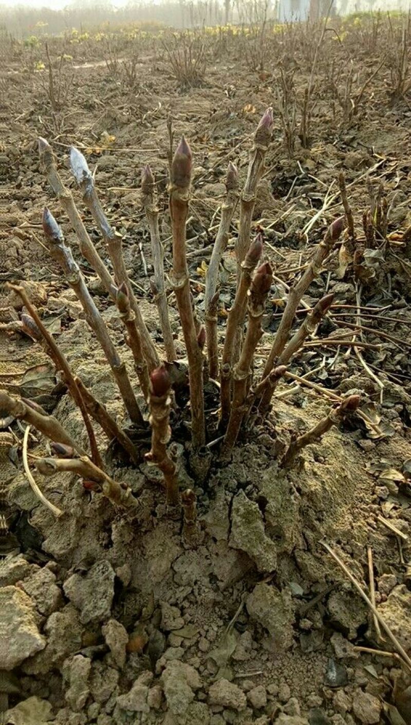 牡丹.观赏牡丹，千层牡丹，重瓣牡丹，多花牡丹，盆栽牡丹