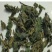 大青叶河北干货2斤包邮量大从优欢迎选购