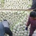 大白菜4~6斤净菜