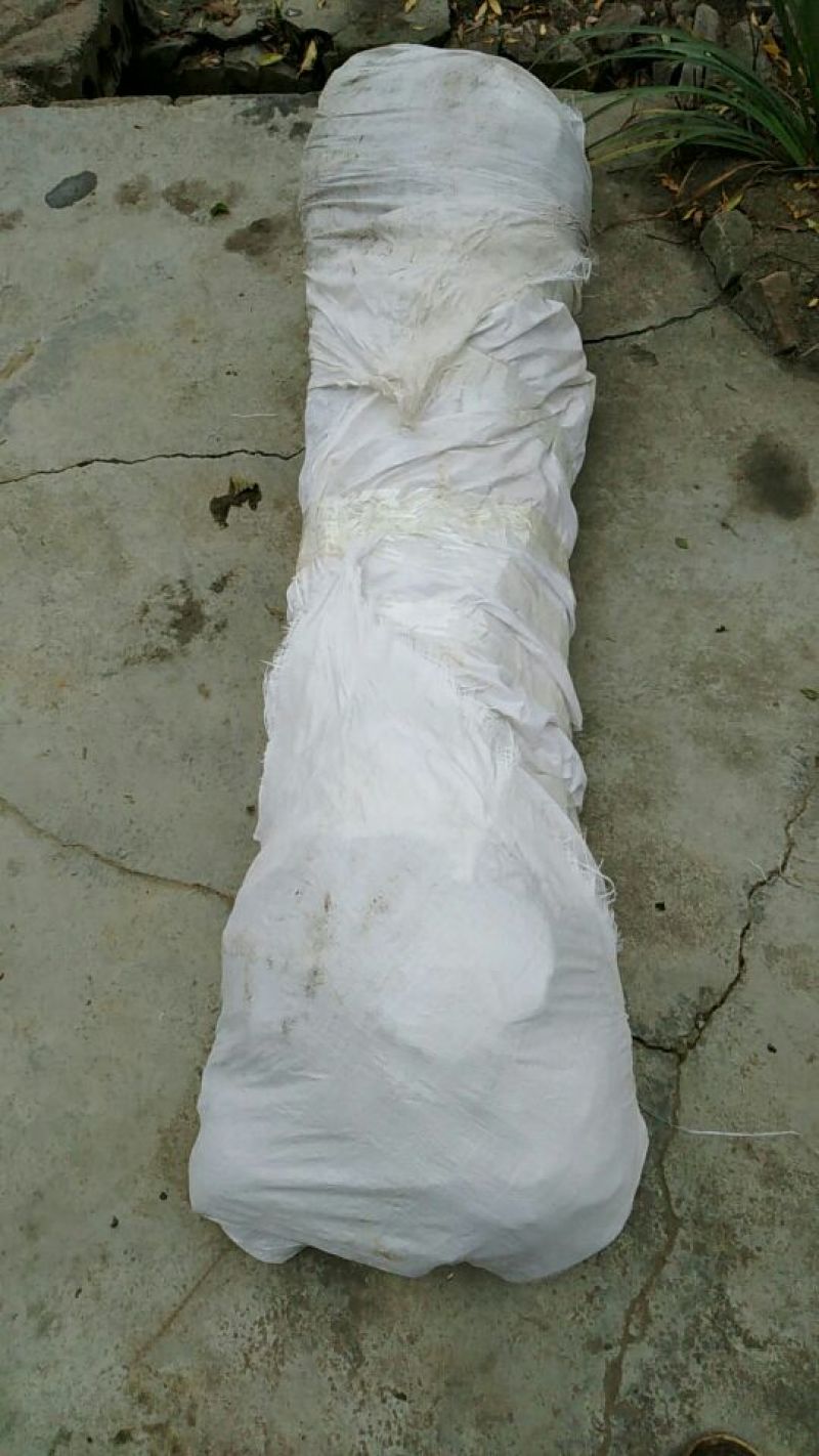 拐枣树苗80~110cm