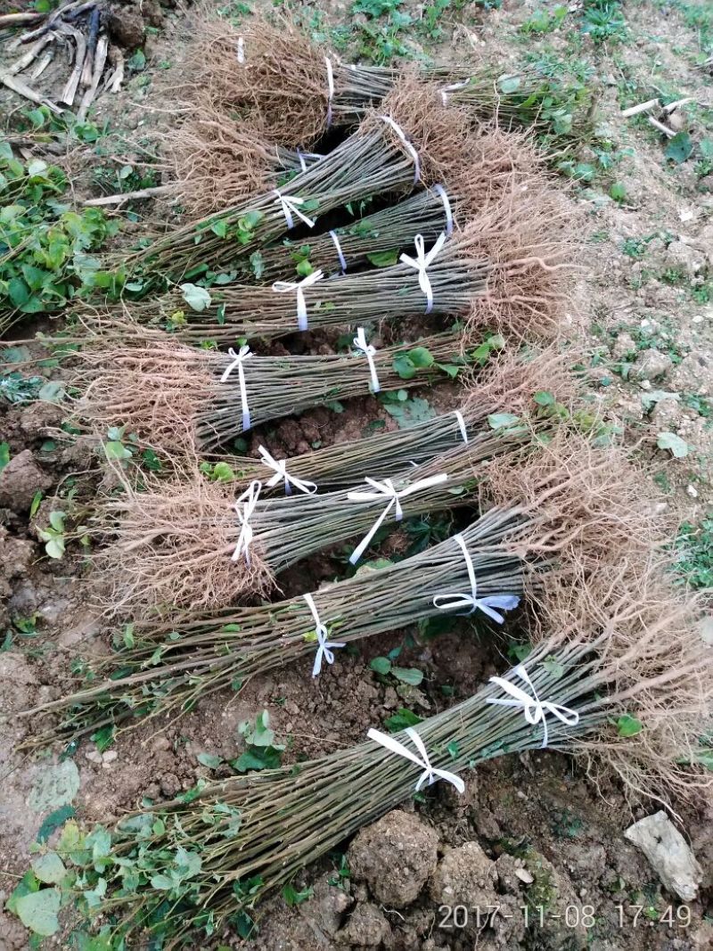 拐枣树苗80~110cm