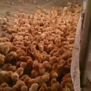 土鸡苗70~90克出壳苗通货