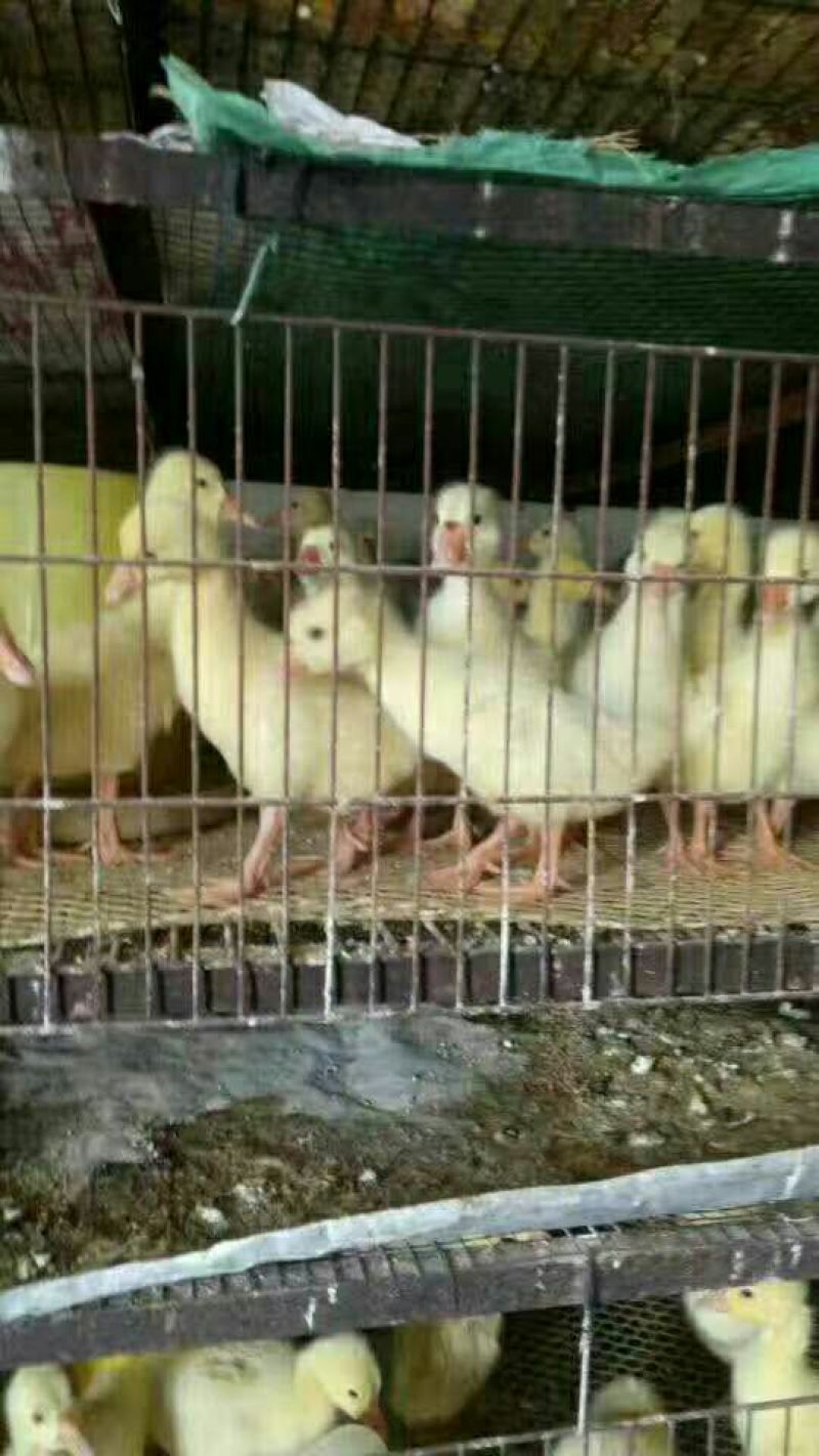 土鸡苗70~90克出壳苗通货