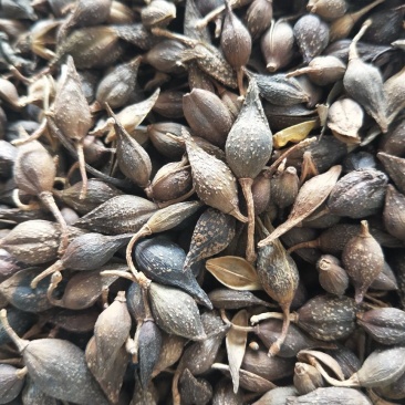青翘青翘水煮统