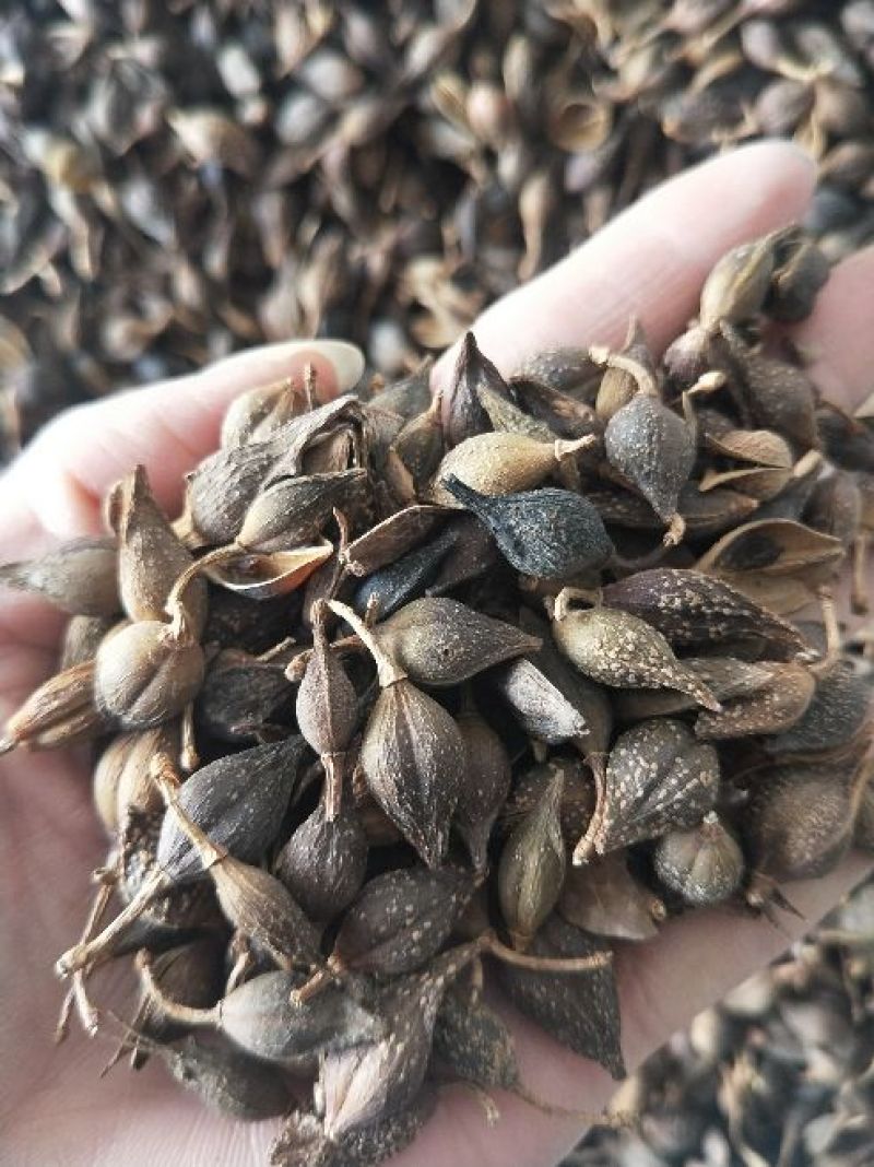 青翘青翘水煮统