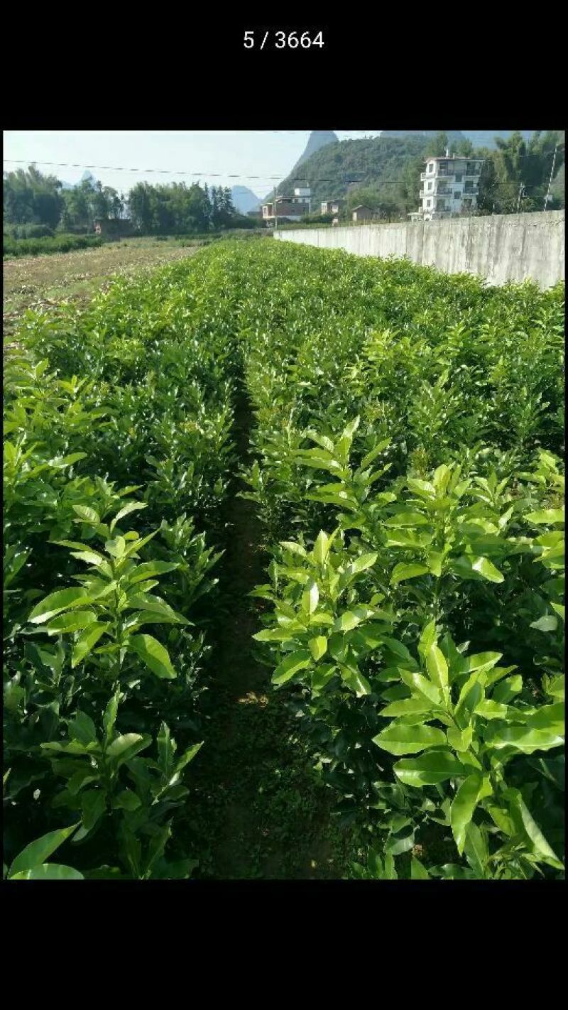 三红蜜柚苗1cm以上0.8~1m