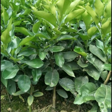 三红蜜柚苗1cm以上0.8~1m