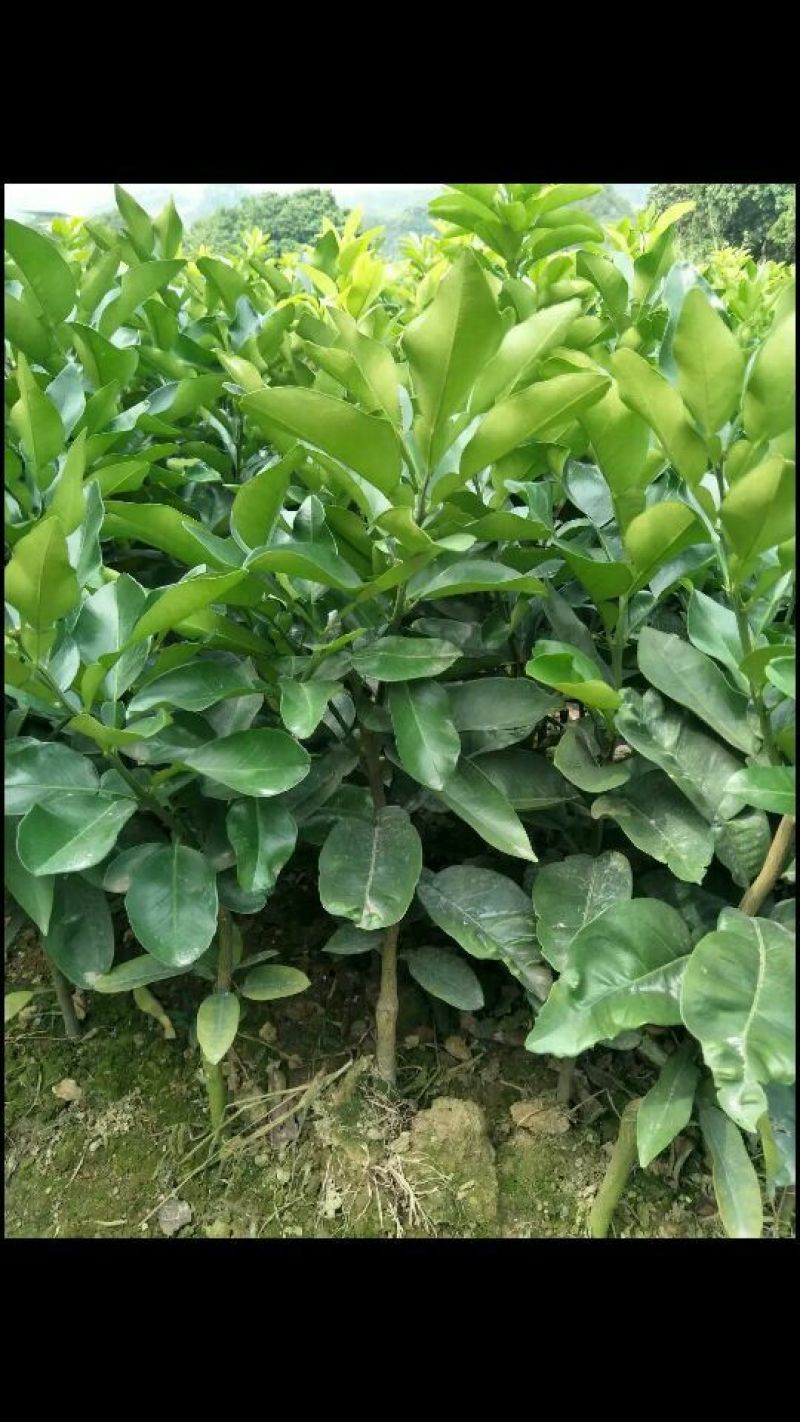 三红蜜柚苗1cm以上0.8~1m