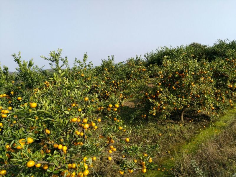 蜜橘口感纯正，货源充足。