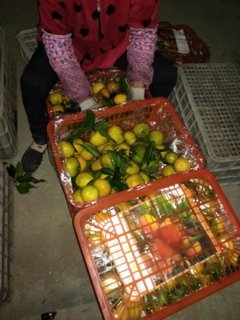 丹江口精品蜜橘（南水北调中线源头）货源充足