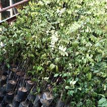 杨桃苗。马来西亚红杨桃，甜度高，种植第二年可以挂果。真品