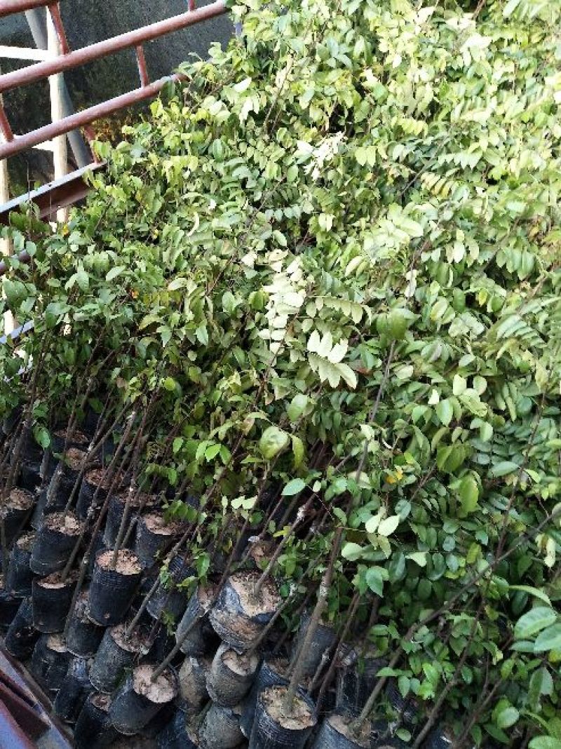 杨桃苗。马来西亚红杨桃，甜度高，种植第二年可以挂果。真品