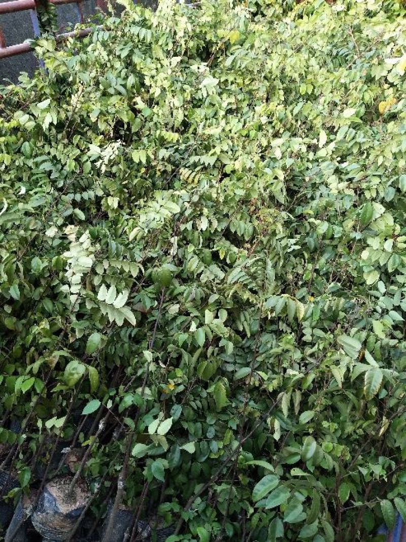 杨桃苗。马来西亚红杨桃，甜度高，种植第二年可以挂果。真品