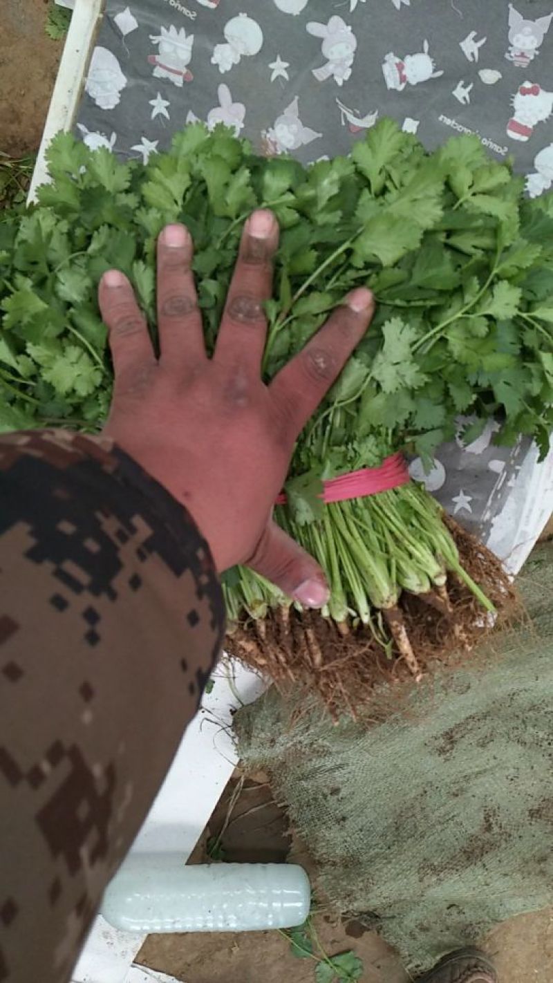 香菜叶面大颜色绿，耐运输产地代办，托运一条龙服务。