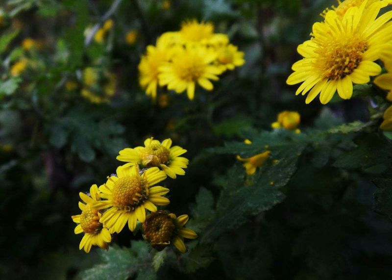 野菊花散装