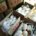 山东荷兰十五土豆大量供应，通货2两以上