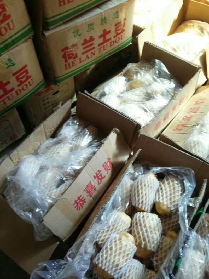 山东荷兰十五土豆大量供应，通货2两以上