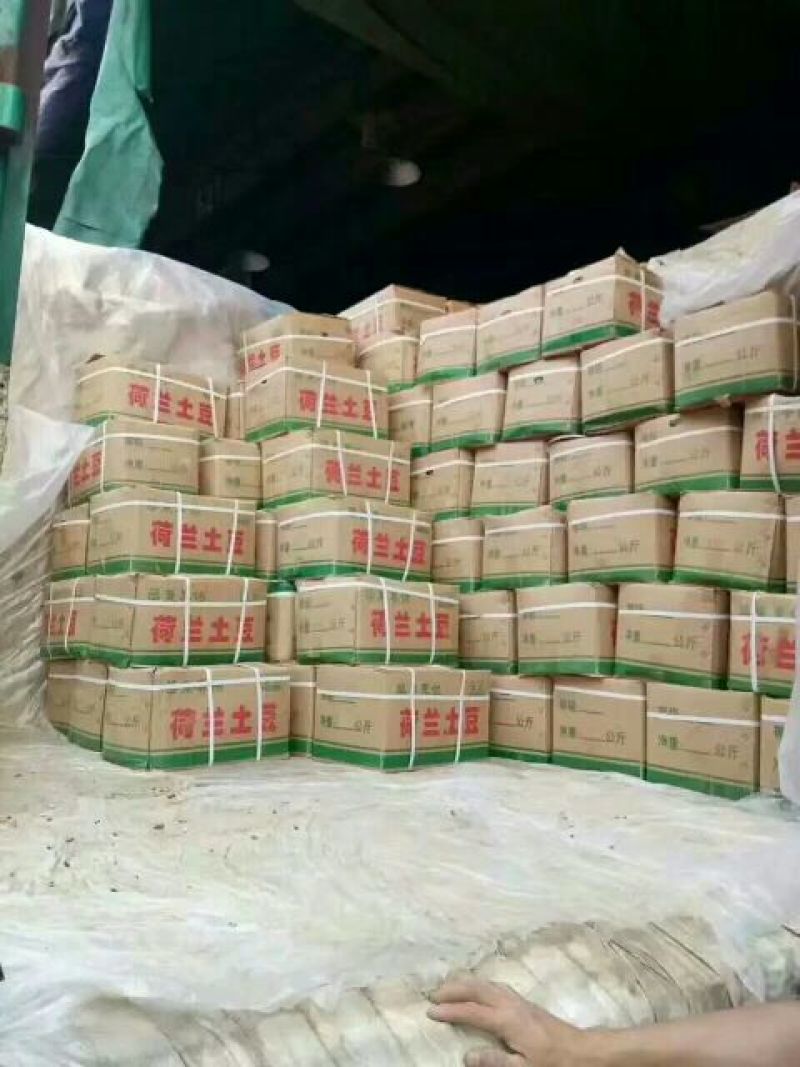 山东荷兰十五土豆大量供应，通货2两以上