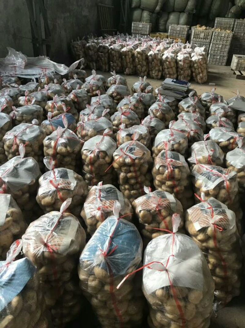 山东荷兰十五土豆大量供应，通货2两以上