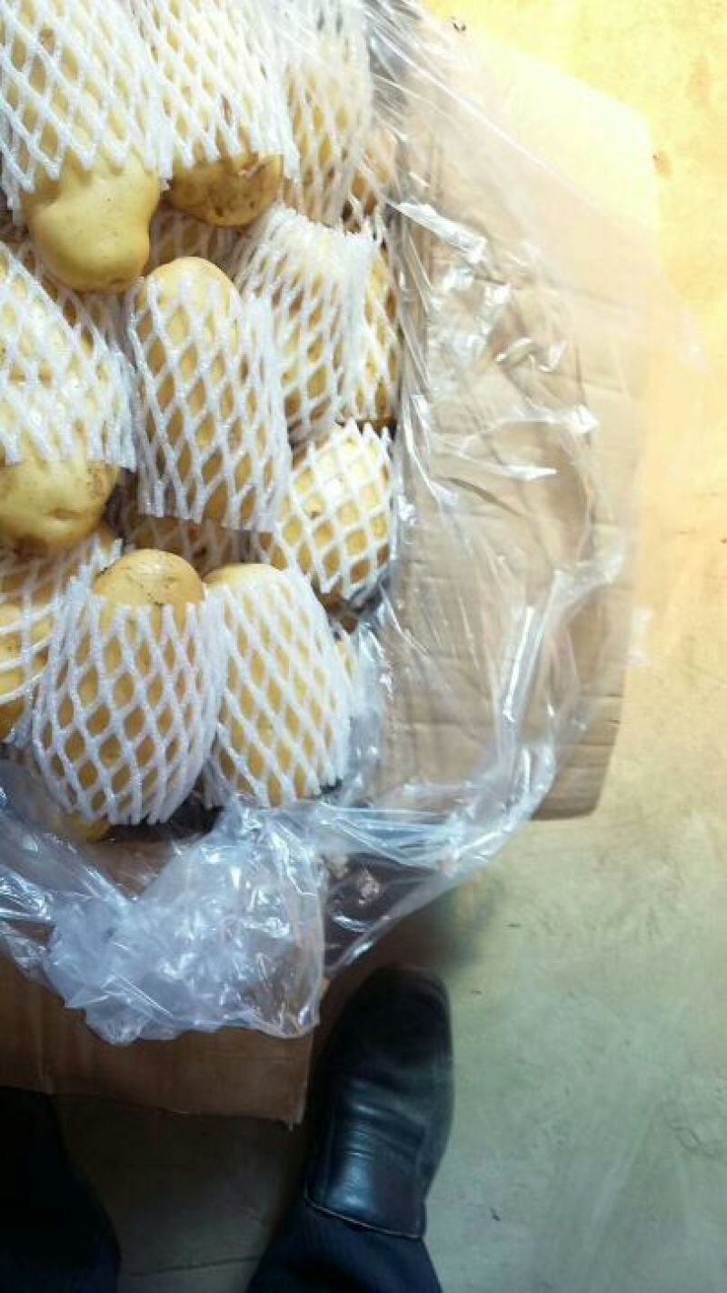 山东荷兰十五土豆大量供应，通货2两以上