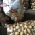 山东荷兰十五土豆大量供应，通货2两以上