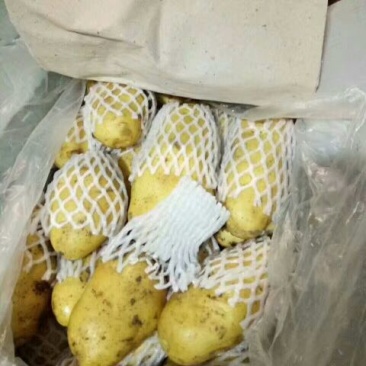 山东荷兰十五土豆大量供应，通货2两以上