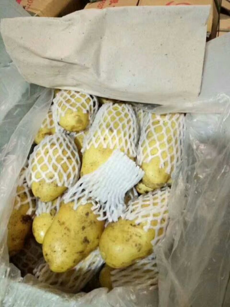 山东荷兰十五土豆大量供应，通货2两以上