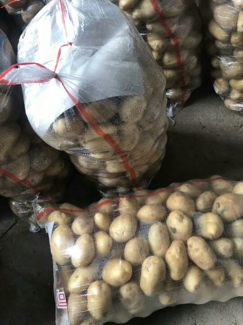 山东荷兰十五土豆大量供应，通货2两以上