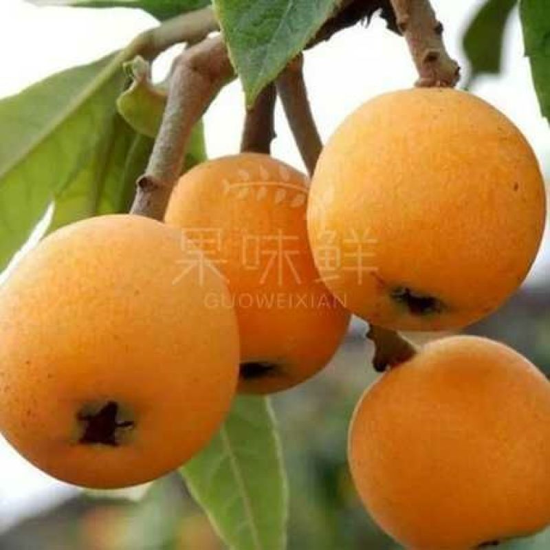 枇杷0.4两以上