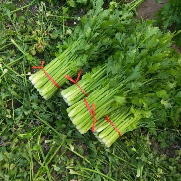 大量低价供应金乡西芹，基地货源充足，当天发货，全国供应