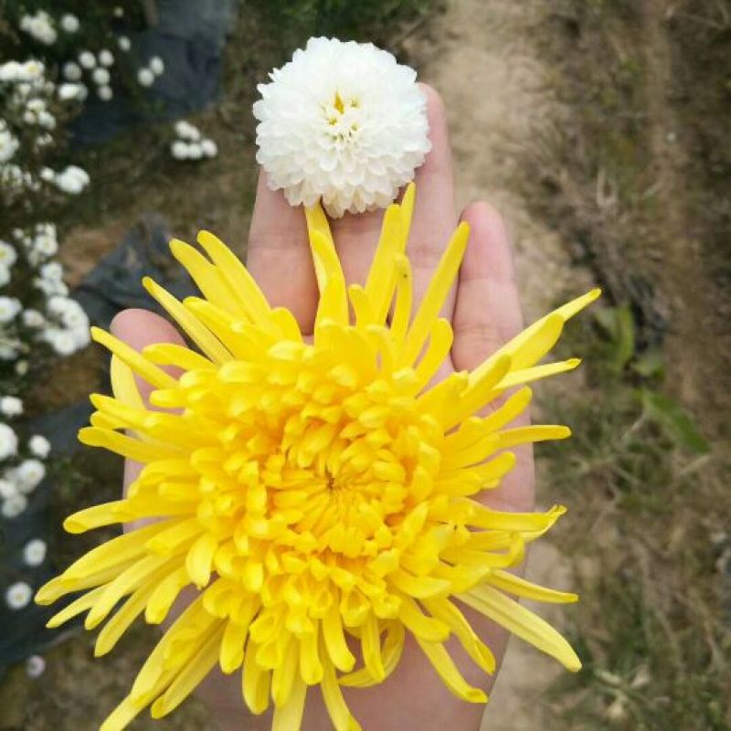 菊花茶特级